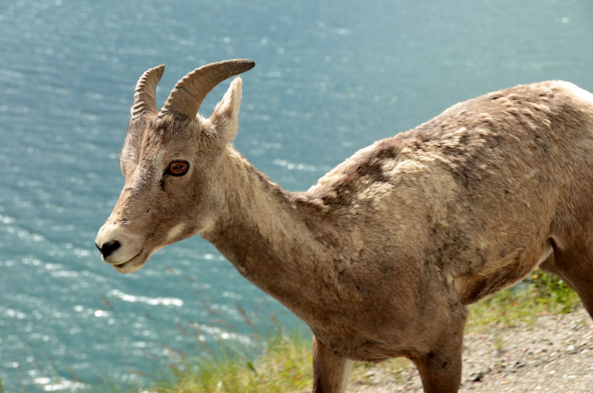 03 Wild Goat On The Road Next To Medicine Lake From Jasper To Maligne Lake